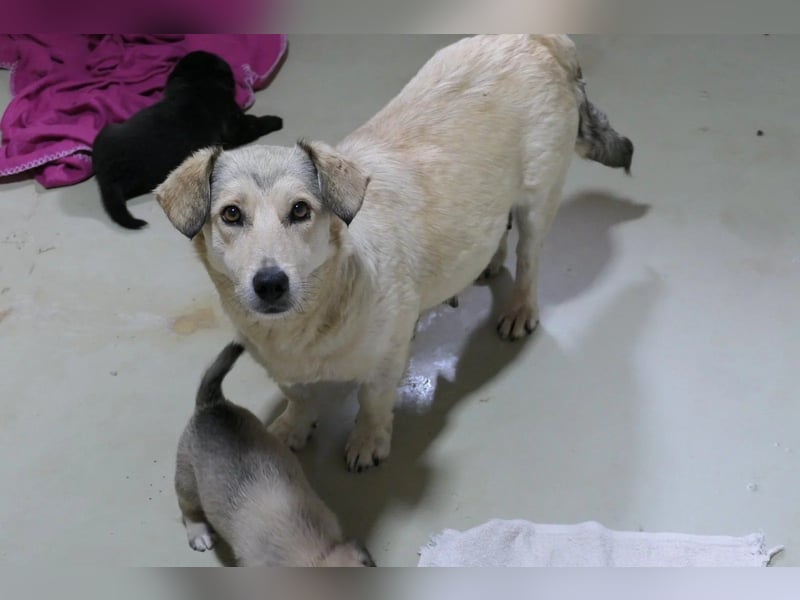 UMI - sanfte, bezaubernde Hündin sucht ihre Familie