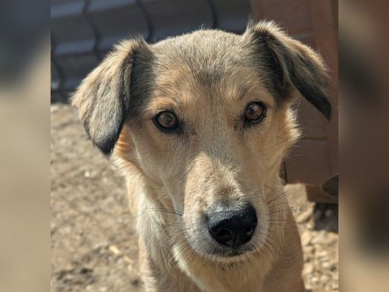 UMI - sanfte, bezaubernde Hündin sucht ihre Familie