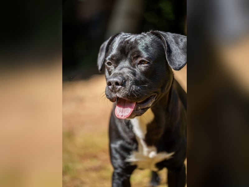 Liebevoller & aktiver Mischlingsrüde (14 Monate, 45cm) sucht Familienanschluss