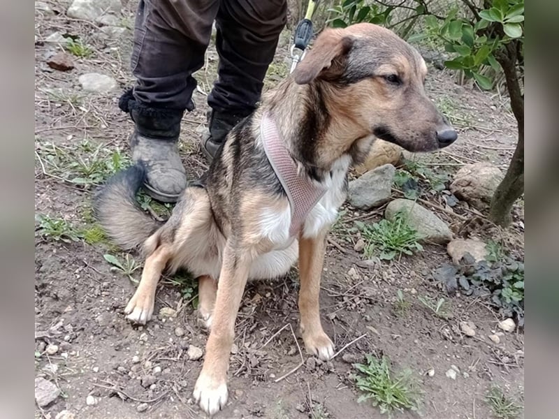 Lino S197 ist ein fröhlicher, verspielter Teeny