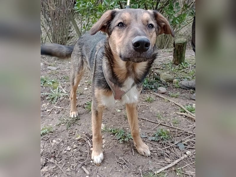 Lino S197 ist ein fröhlicher, verspielter Teeny