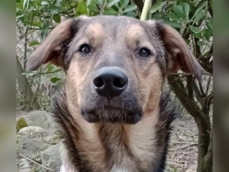 Lino S197 ist ein fröhlicher, verspielter Teeny