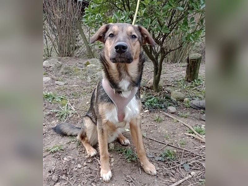 Lino S197 ist ein fröhlicher, verspielter Teeny