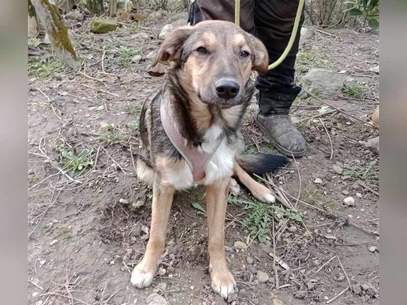 Lino S197 ist ein fröhlicher, verspielter Teeny