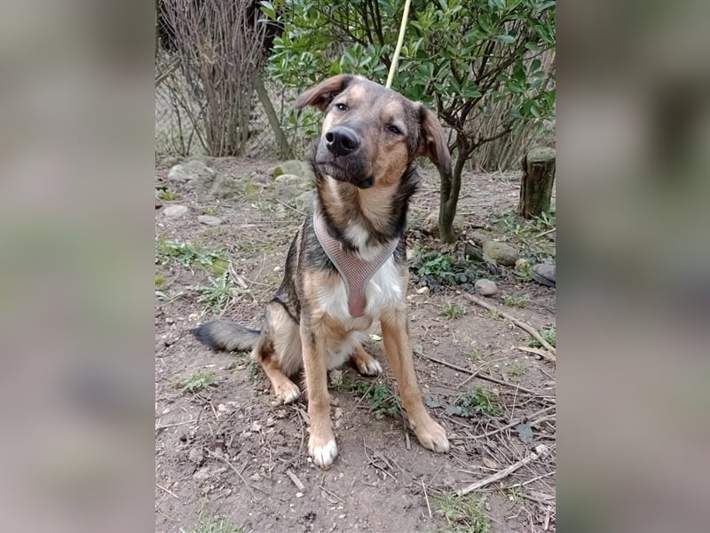 Lino S197 ist ein fröhlicher, verspielter Teeny