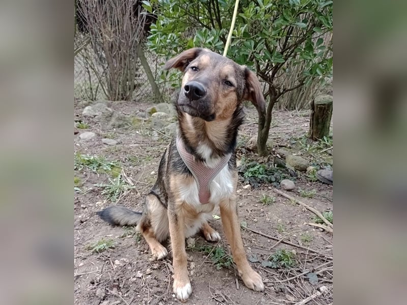 Lino S197 ist ein fröhlicher, verspielter Teeny