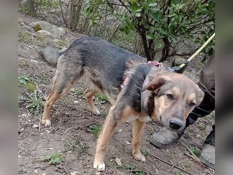 Lino S197 ist ein fröhlicher, verspielter Teeny