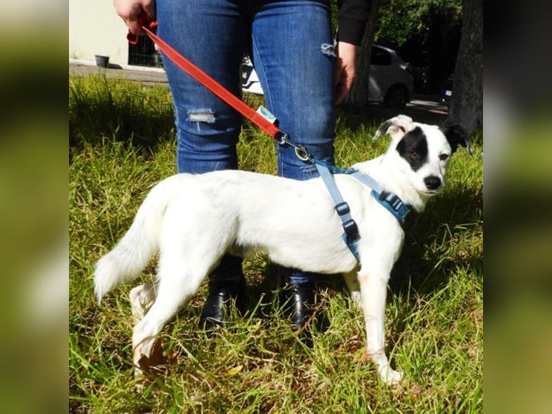 Tarzan sucht ein Zuhause