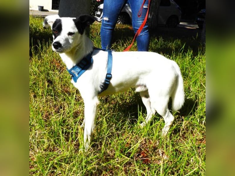 Tarzan sucht ein Zuhause