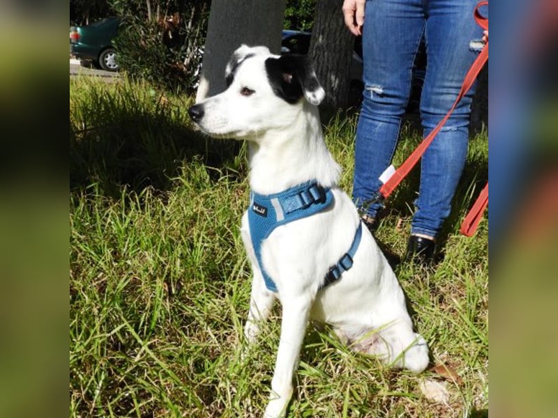 Tarzan sucht ein Zuhause