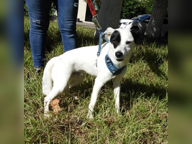 Tarzan sucht ein Zuhause