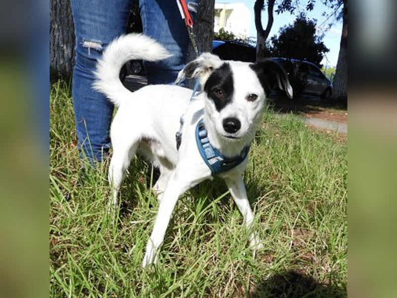 Tarzan sucht ein Zuhause