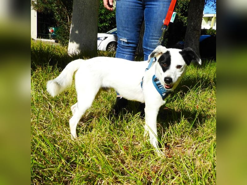 Tarzan sucht ein Zuhause