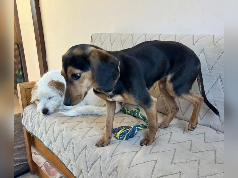 Gundi – vorsichtig und zurückhaltend