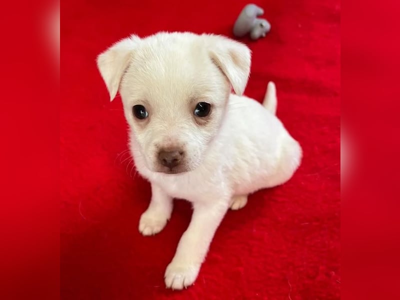 Tolli – kleine Forscherin 