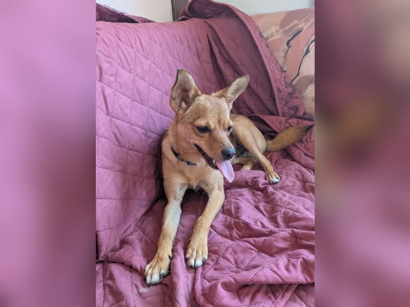 Speedy – wer hat eigentlich diese Ohren bestellt? ❤️