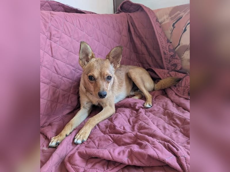 Speedy – wer hat eigentlich diese Ohren bestellt? ❤️
