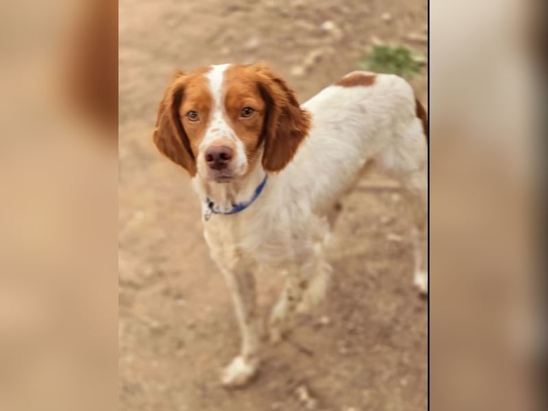  Nacho – der Sanfte