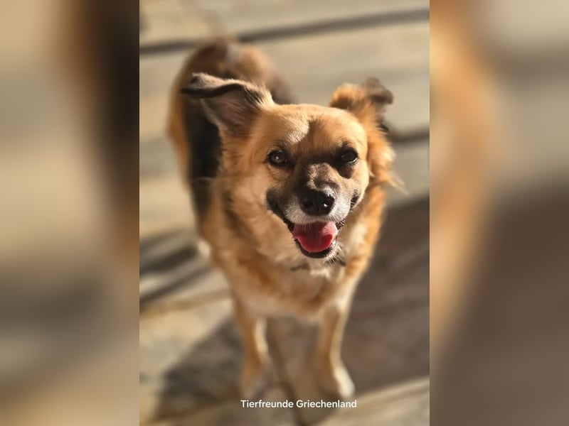 Polly – kleine, schlaue Menschenfreundin ❤️