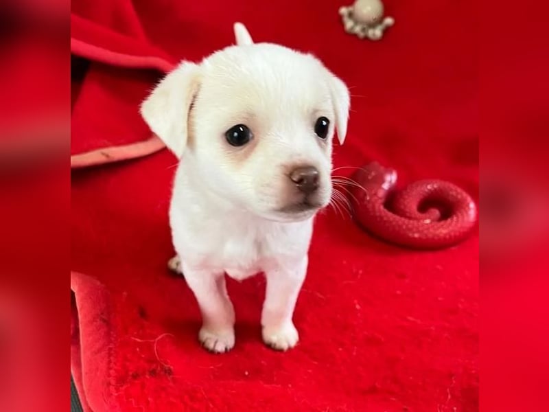 Tolli – kleine Forscherin 