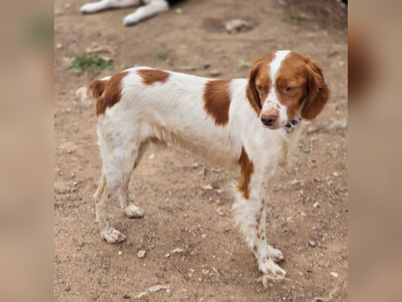  Nacho – der Sanfte