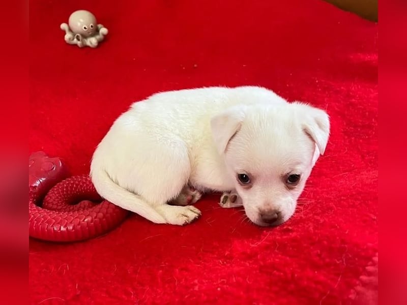 Tolli – kleine Forscherin 