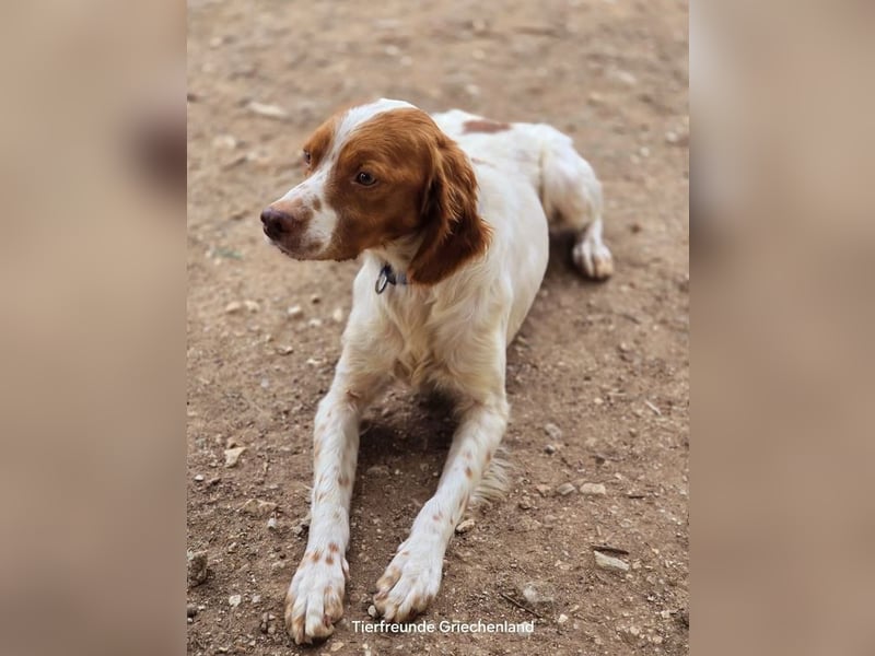  Nacho – der Sanfte