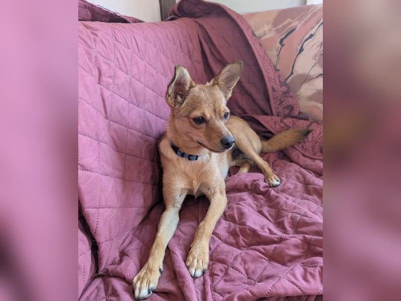 Speedy – wer hat eigentlich diese Ohren bestellt? ❤️