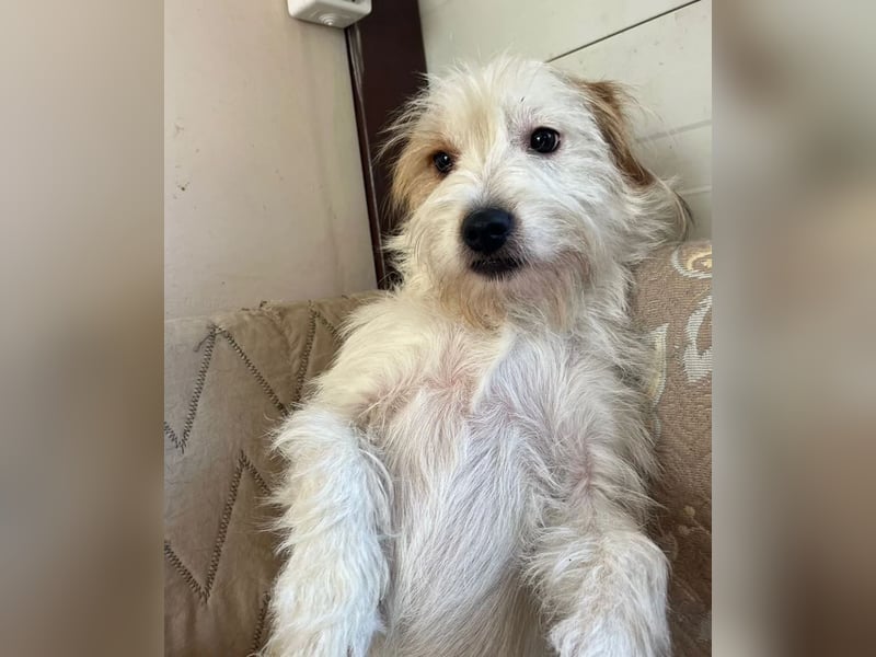 Muzie – freundlich, aufgeschlossen, möchte gefallen 