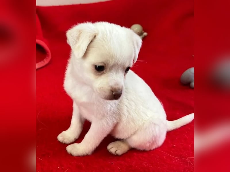 Tolli – kleine Forscherin 