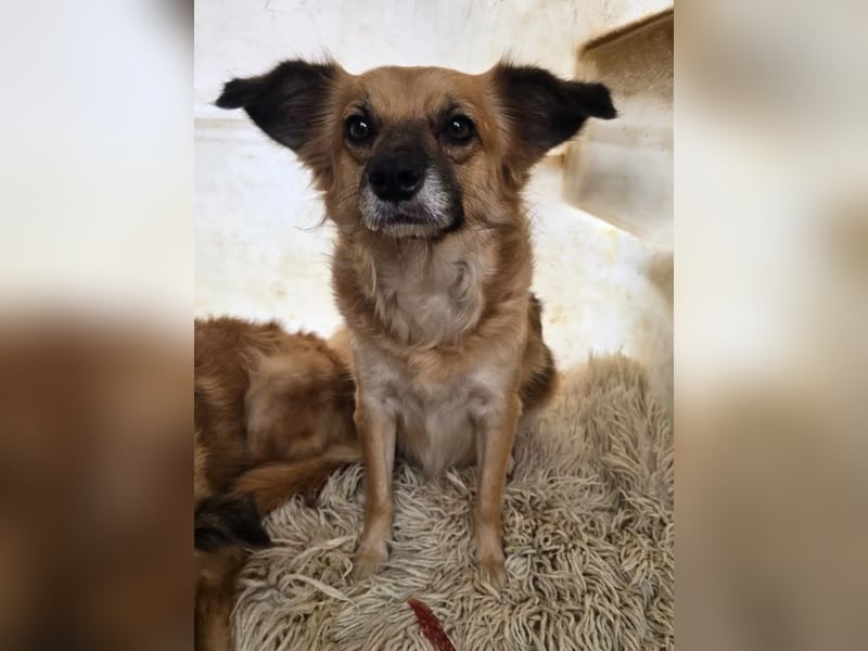 Polly – kleine, schlaue Menschenfreundin ❤️