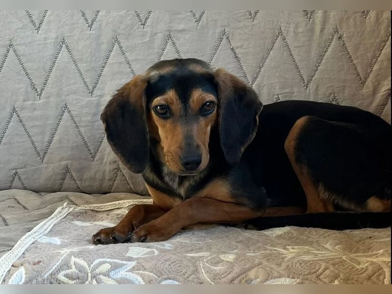 Gundi – vorsichtig und zurückhaltend