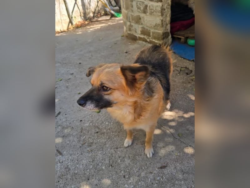 Polly – kleine, schlaue Menschenfreundin ❤️