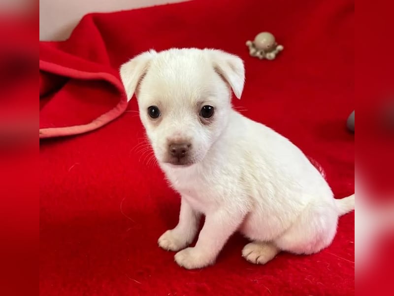 Tolli – kleine Forscherin 