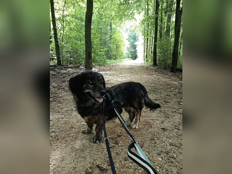 Joyce auf Pflegestelle in 47929 Grefrath