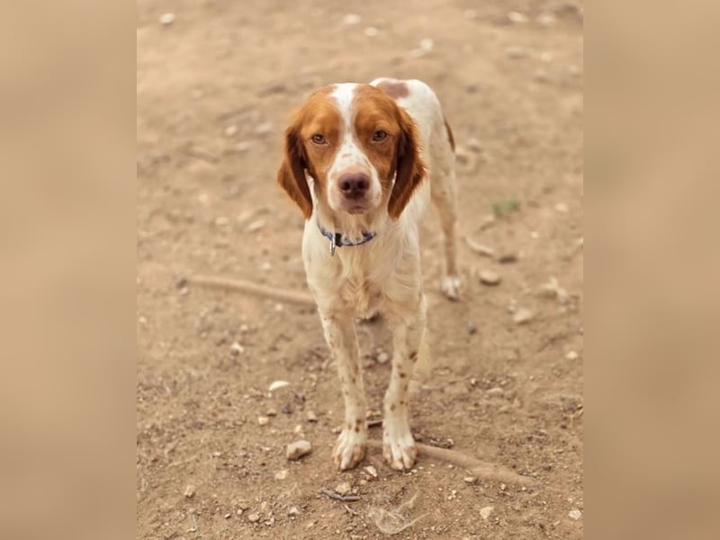  Nacho – der Sanfte