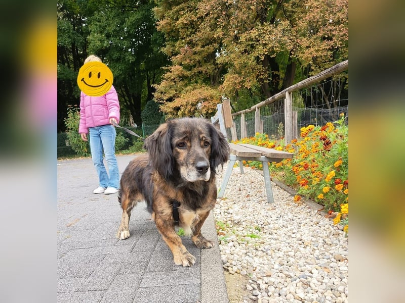 Joyce auf Pflegestelle in 47929 Grefrath