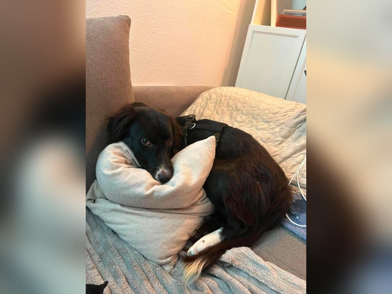 Marla auf Pflegestelle in 04158 Leipzig