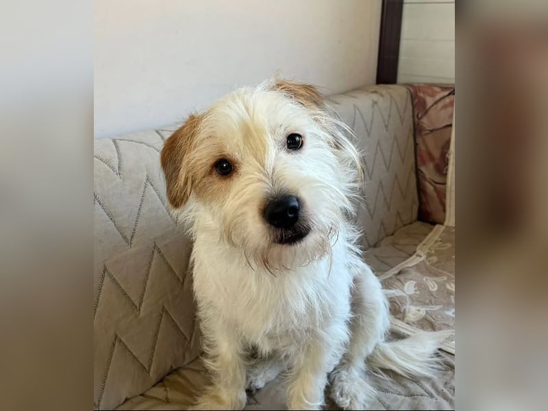 Muzie – freundlich, aufgeschlossen, möchte gefallen 