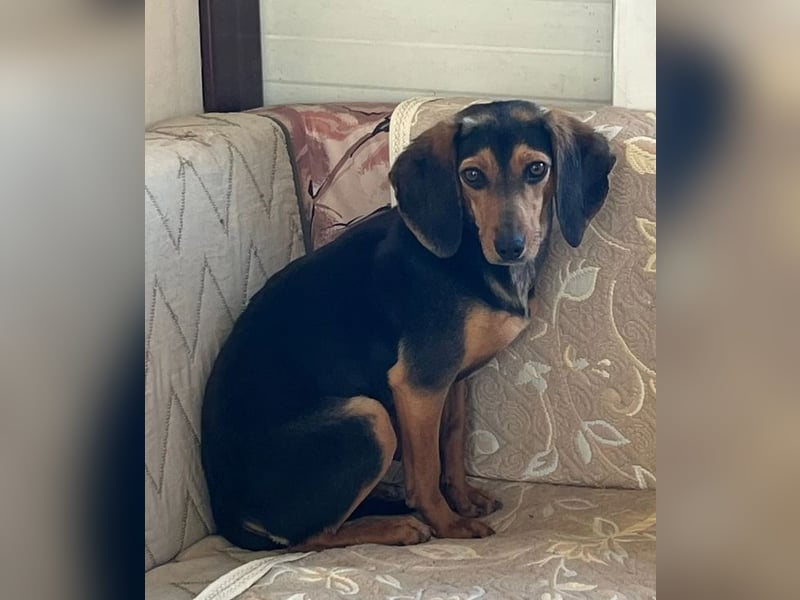 Gundi – vorsichtig und zurückhaltend