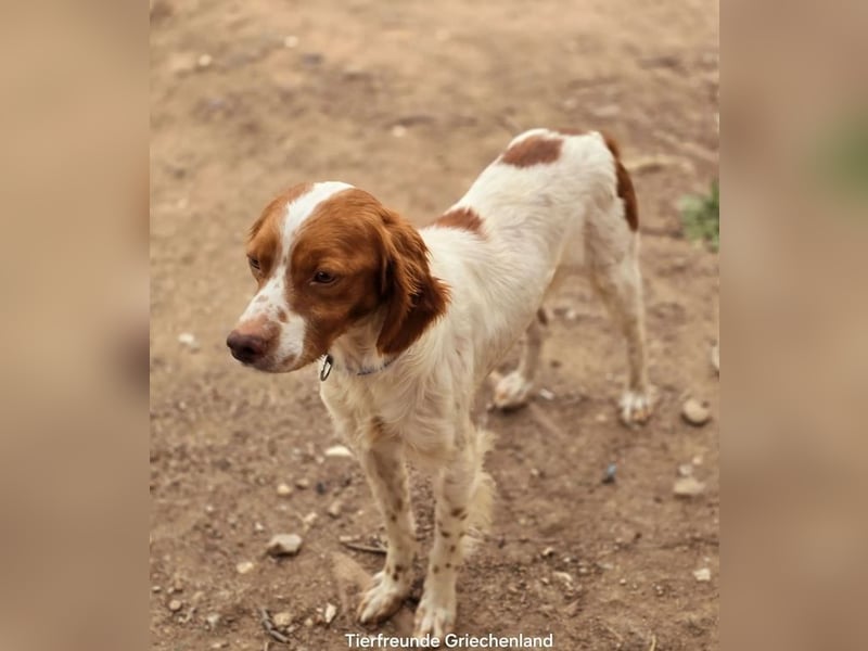  Nacho – der Sanfte