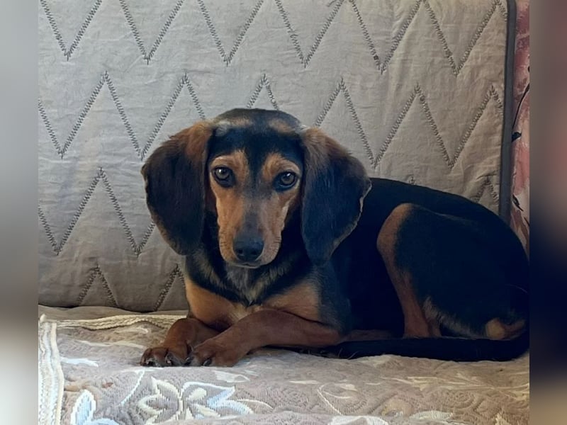 Gundi – vorsichtig und zurückhaltend