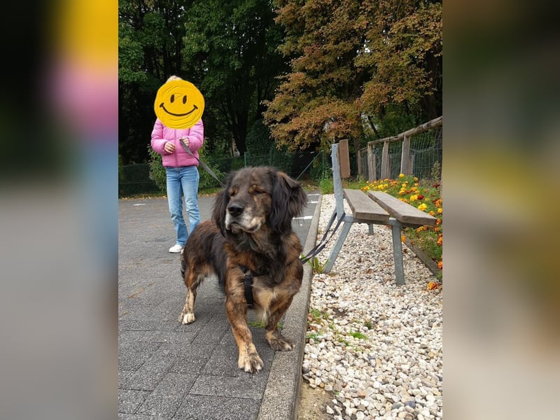 Joyce auf Pflegestelle in 47929 Grefrath