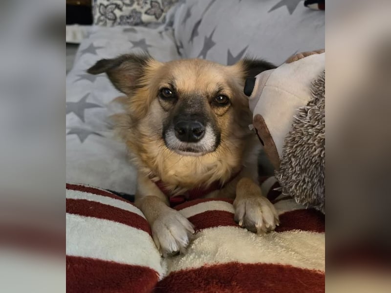 Polly – kleine, schlaue Menschenfreundin ❤️