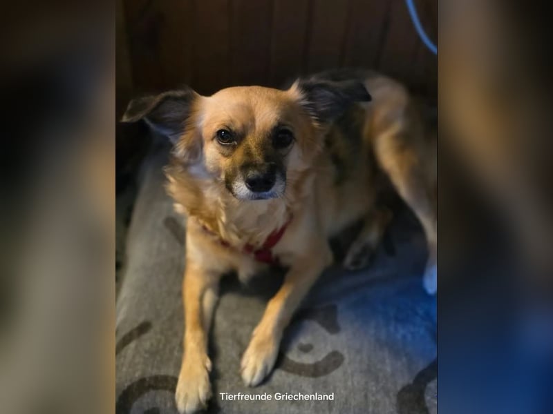 Polly – kleine, schlaue Menschenfreundin ❤️
