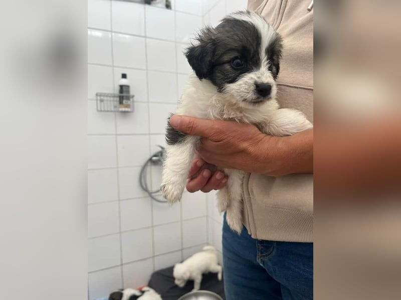 Gracie Mischlingshündin 2 Monate alt in Griechenland