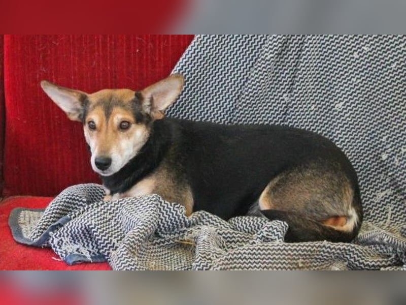 Panka Mischlingshündin ca. 6 Jahre alt in Ungarn