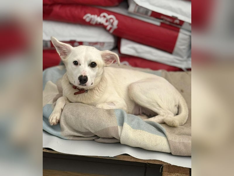 Bianca Mischlingshündin ca. 2 Jahre alt in Griechenland