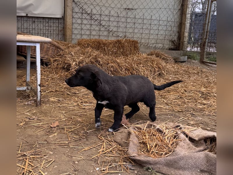 Banderas Mischlingsrüde ca. 6,5 Monate alt in Ungarn
