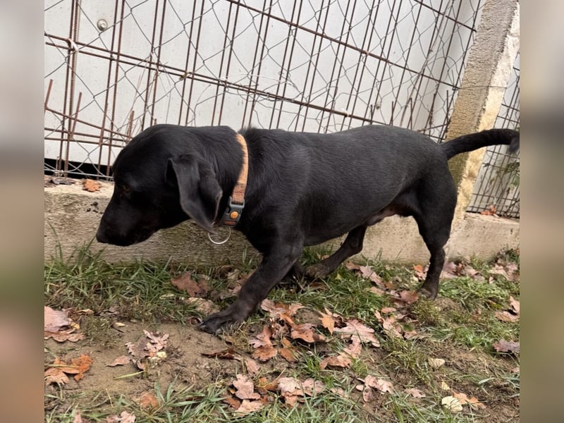 Toto Dackelmix Rüde Ca. 3 Jahre alt in Ungarn